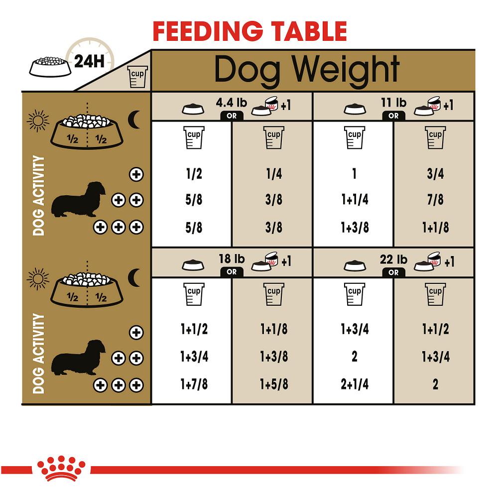 how much should i feed a dachshund puppy