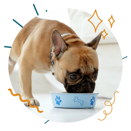 Dog Food & ToysDog eating