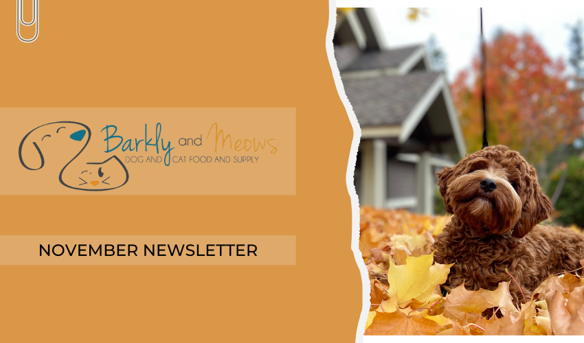 November Newsletter