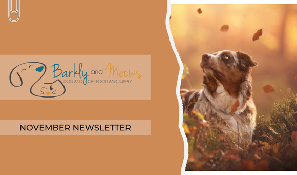 November '25 Newsletter