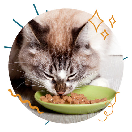 Cat Food & ToysCat eating food