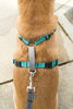 PetSafe 3 in 1 Teal Dog Harness