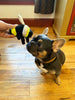 Tall Tails Bee with Squeaker Dog Toy